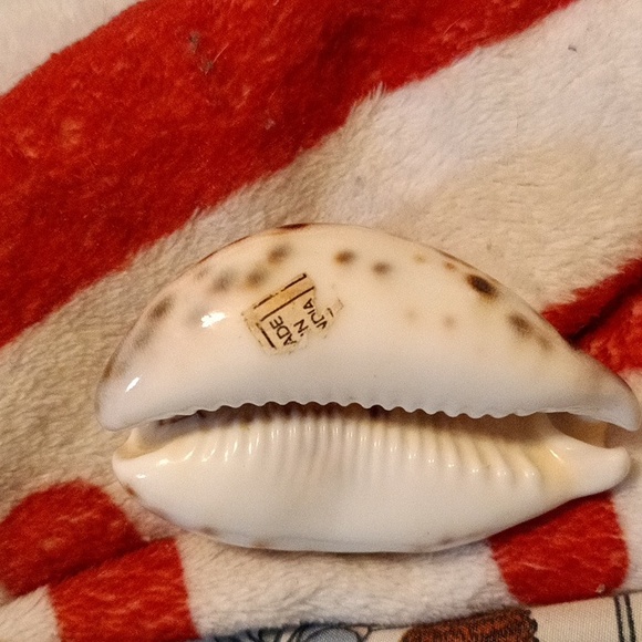 Libra Sea Shell - Picture 3 of 3